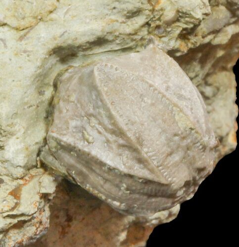 Blastoid (Pentremites) Fossil - Illinois #48666